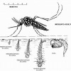 Ciclo de vida do mosquito da dengue