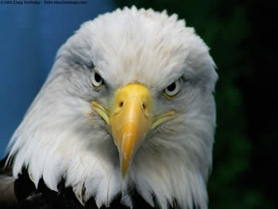 eagle-aguia