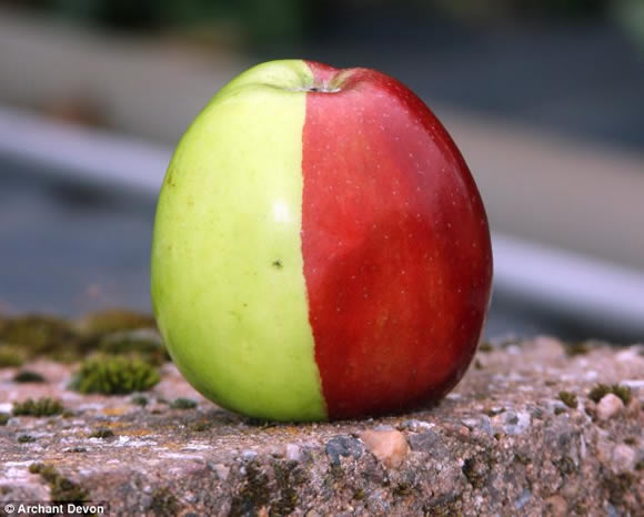 apple-red-green