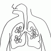 Desenho colorir corpo humano pulmão