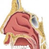 atividades corpo humano boca