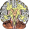 atividades corpo humano cérebro