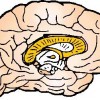 atividades corpo humano cérebro 02