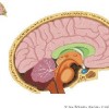 atividades corpo humano cérebro coluna cervical