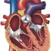 atividades corpo humano coração 02