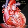 atividades corpo humano coração 03