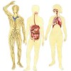 atividades corpo humano corpos