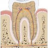 atividades corpo humano dente