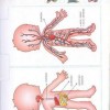 atividades corpo humano dentro do corpo