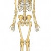atividades corpo humano esqueleto