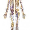 atividades corpo humano esqueleto 02