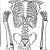 atividades corpo humano esqueleto 05