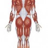 atividades corpo humano músculos das costas