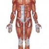 atividades corpo humano músculos