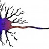 atividades corpo humano neurônio