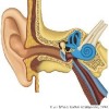 atividades corpo humano orelha e ouvido