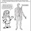atividades corpo humano sistema nervoso periférico