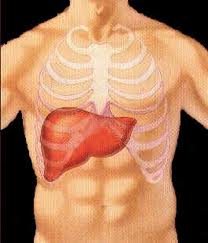 Fígado - Corpo Humano