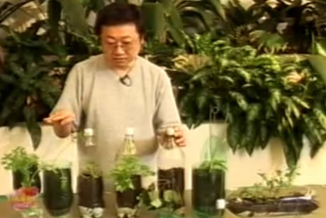 Como fazer hortas orgânicas com garrafas Pet