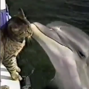 Amor entre gato e golfinho