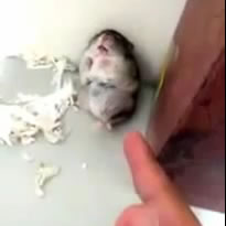 Após levar tiro de mentira, hamster se finge de morto