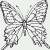 Desenho para colorir borboleta (6)