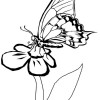 Desenho para colorir borboleta (7)
