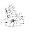 Desenho para colorir borboleta (8)
