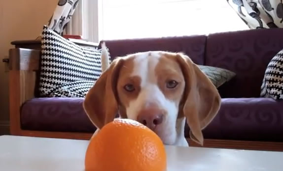 O cachorro Puppy e a laranja